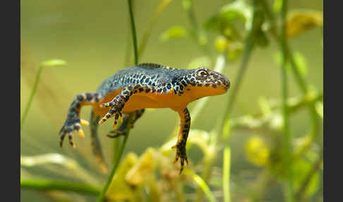 Bergmolch (Ichthyosaura alpestris)