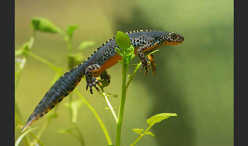 Bergmolch (Ichthyosaura alpestris)