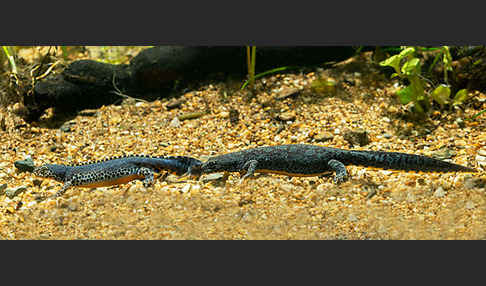 Bergmolch (Ichthyosaura alpestris)