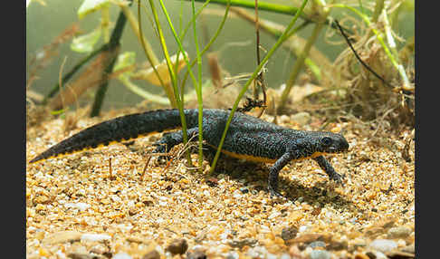 Bergmolch (Ichthyosaura alpestris)