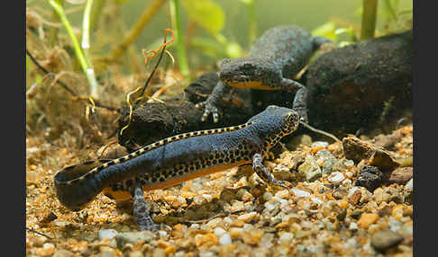 Bergmolch (Ichthyosaura alpestris)