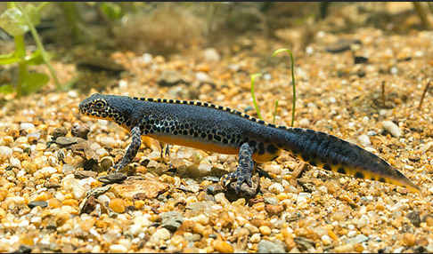 Bergmolch (Ichthyosaura alpestris)