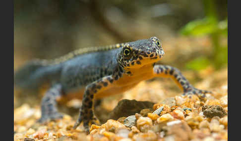 Bergmolch (Ichthyosaura alpestris)