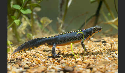 Bergmolch (Ichthyosaura alpestris)