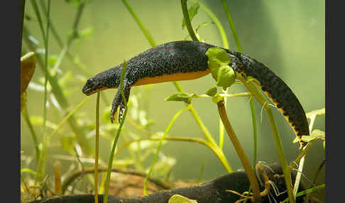 Bergmolch (Ichthyosaura alpestris)