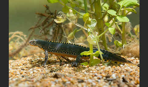 Bergmolch (Ichthyosaura alpestris)