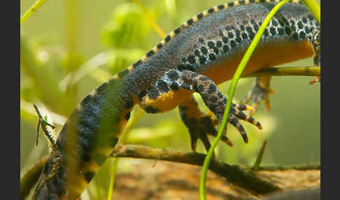 Bergmolch (Ichthyosaura alpestris)