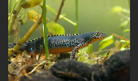 Bergmolch (Ichthyosaura alpestris)