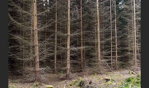 Intensive Forstwirtschaft (intensive forestry)