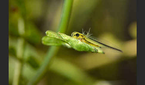 Kammmolch (Triturus cristatus)