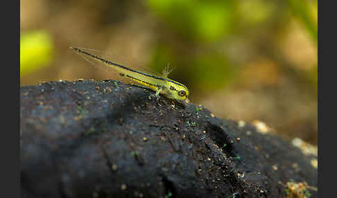 Kammmolch (Triturus cristatus)