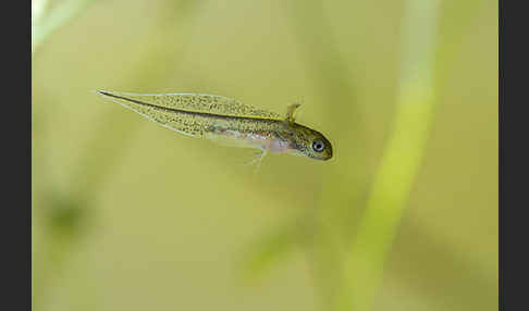 Kammmolch (Triturus cristatus)