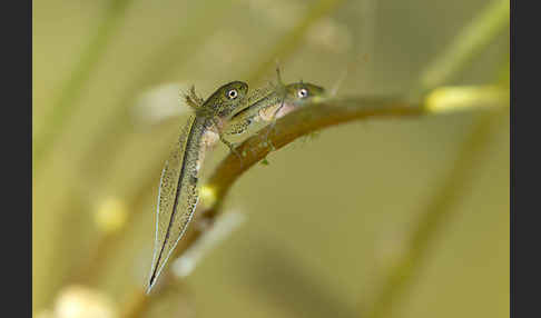 Kammmolch (Triturus cristatus)