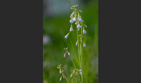 Wiesen-Schaumkraut (Cardamine pratensis)