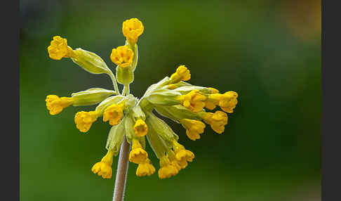 Wiesen-Schlüsselblume (Primula veris)