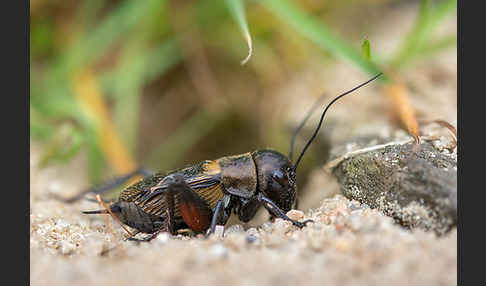 Feldgrille (Gryllus campestris)