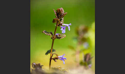 Gewöhnlicher Gundermann (Glechoma hederacea)