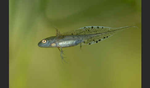 Kammmolch (Triturus cristatus)