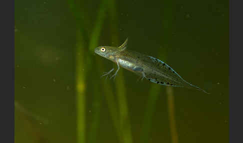 Kammmolch (Triturus cristatus)