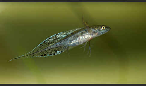 Kammmolch (Triturus cristatus)