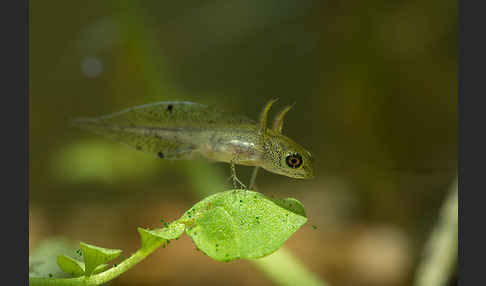 Kammmolch (Triturus cristatus)