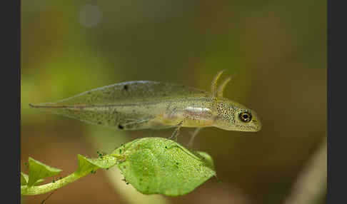 Kammmolch (Triturus cristatus)