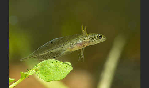 Kammmolch (Triturus cristatus)