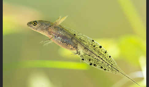 Kammmolch (Triturus cristatus)