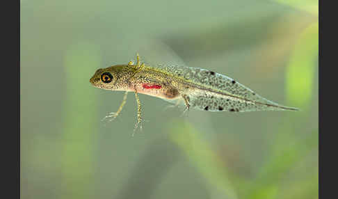 Kammmolch (Triturus cristatus)