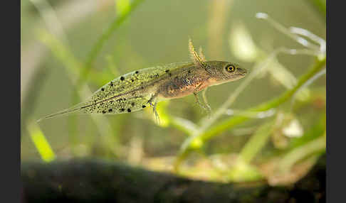 Kammmolch (Triturus cristatus)