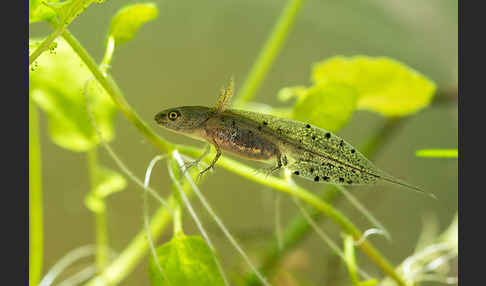 Kammmolch (Triturus cristatus)