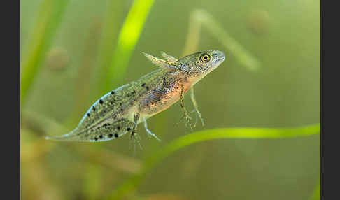 Kammmolch (Triturus cristatus)