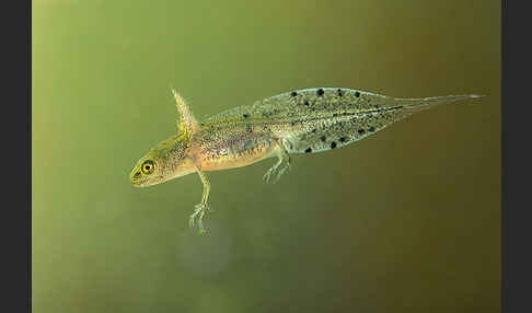 Kammmolch (Triturus cristatus)