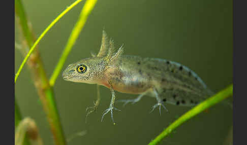 Kammmolch (Triturus cristatus)