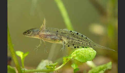 Kammmolch (Triturus cristatus)