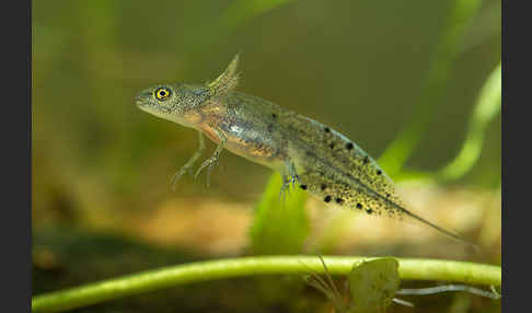 Kammmolch (Triturus cristatus)