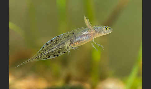 Kammmolch (Triturus cristatus)