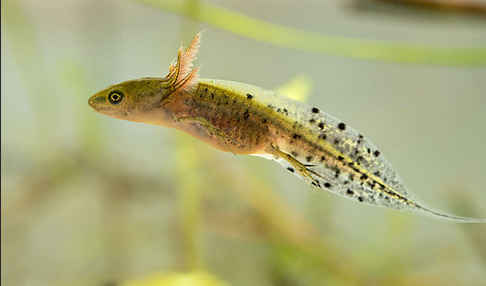 Kammmolch (Triturus cristatus)