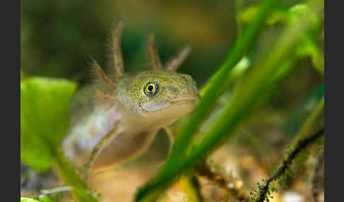 Kammmolch (Triturus cristatus)