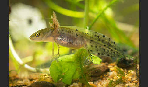 Kammmolch (Triturus cristatus)