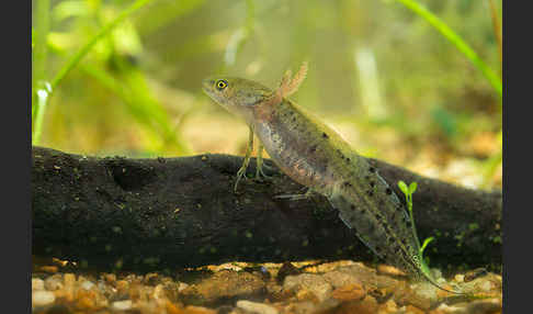 Kammmolch (Triturus cristatus)