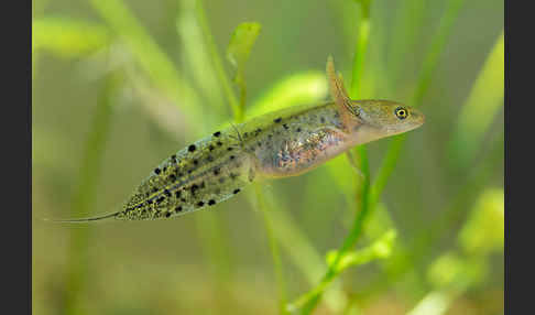 Kammmolch (Triturus cristatus)