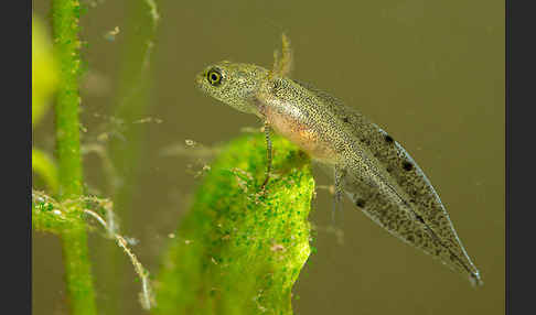 Kammmolch (Triturus cristatus)