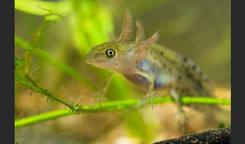 Kammmolch (Triturus cristatus)