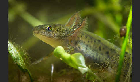 Kammmolch (Triturus cristatus)