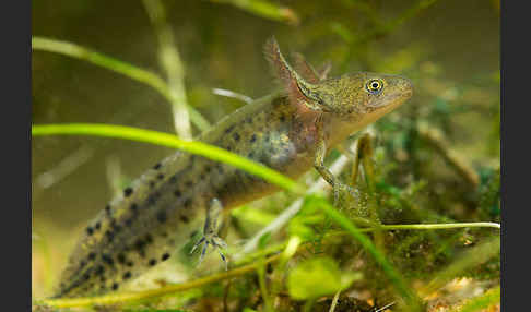 Kammmolch (Triturus cristatus)