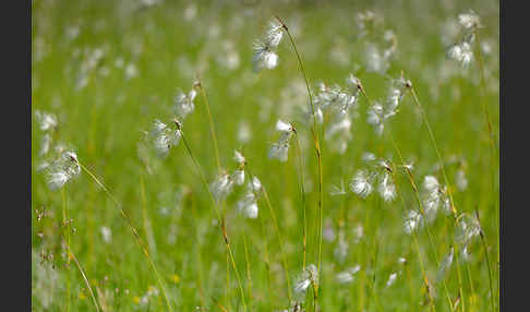 Schmalblättriges Wollgras (Eriophorum angustifolium)