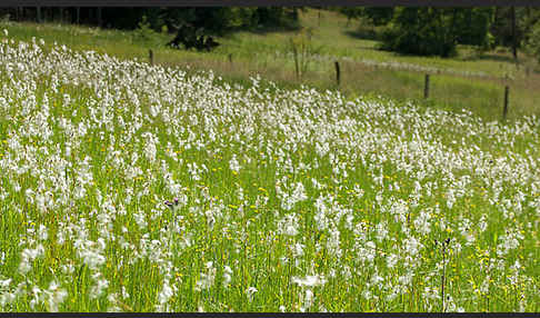 Schmalblättriges Wollgras (Eriophorum angustifolium)