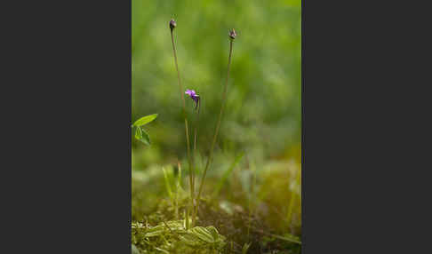 Gemeines Fettkraut (Pinguicula vulgaris)