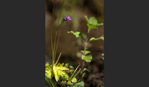 Gemeines Fettkraut (Pinguicula vulgaris)